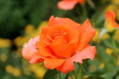 Yağmurdan sonra güzel gül çiçekleri