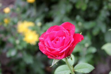 Yağmurdan sonra güzel gül çiçekleri