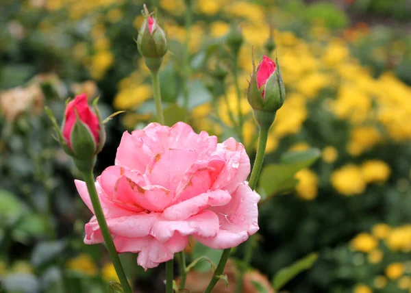 Las Hermosas Flores Rosas Después Lluvia — Foto de Stock