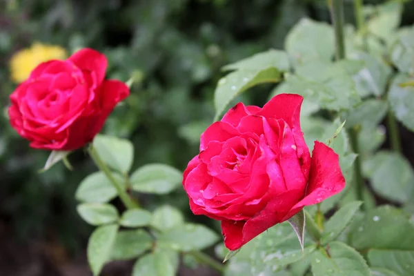 Las Hermosas Flores Rosas Después Lluvia — Foto de Stock