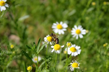 Papatya çiçeğindeki arı