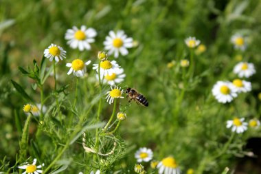 Papatya çiçeğindeki arı