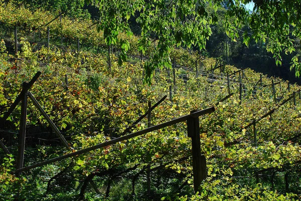 意大利南蒂罗尔梅兰附近的葡萄园 在南蒂罗尔有三个本地品种 斯齐亚瓦 格沃兹特拉米纳和拉格林 — 图库照片