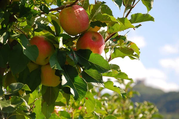 Bunch of red Gala apples on a apple tree in South Tyrol, Italy. The province South Tyrol is a large producer of apples