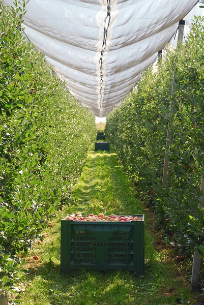 Orchard with Crop Protection Nets in South Tyrol, Italy.
