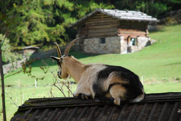 Goat Ultental Valley Ultental Ulten Italian Val Ultimo South Tyrol — стоковое фото