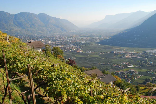 View Adige Valley Standind Vieyard Merano Bolzano South Tyrol Italy — Stock Photo, Image