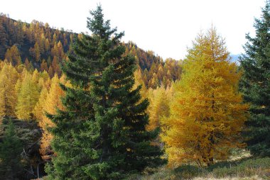 Etkileyici sonbahar sahne, Sarntal Alps, South Tyrol, İtalya ile 'Hirzer' alanında hiking