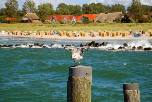 Arka planda tipik binalar içinde zingst, Darss, Almanya, martı