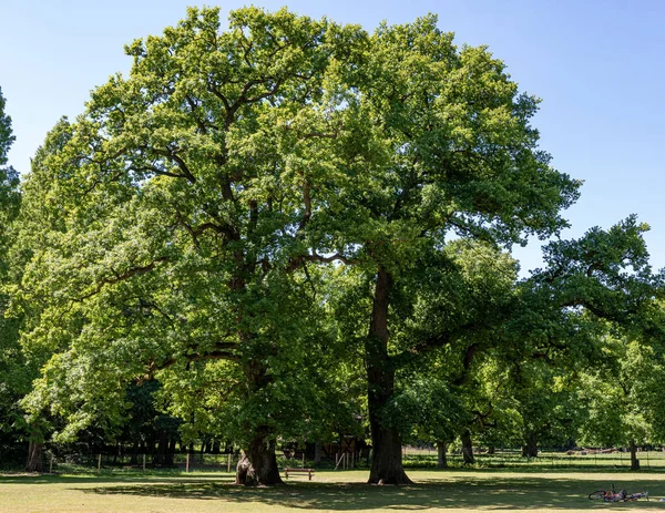 Drzewa Parku Jeleni Hamburgu Blankenese — Zdjęcie stockowe