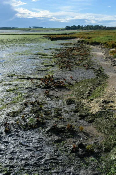 Wadden Denizi Amrum Adası Kuzey Frizya Adası Schleswig Holstein Almanya — Stok fotoğraf