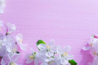 Elma ağacı dalları pembe ahşap arka plan üzerinde çiçeklenme