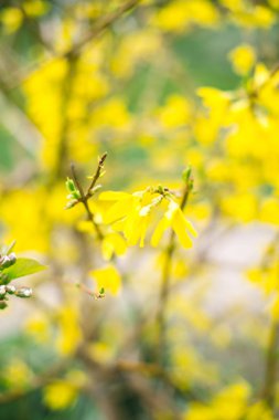 Çiçek açması şube ile arka plan bulanık. Bahar kavramı