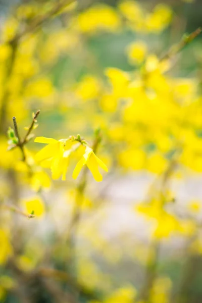 Branche en fleurs avec un fond flou. Concept de printemps — Photo