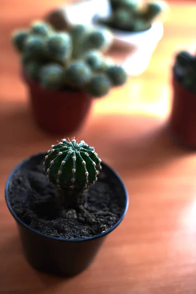 Cacti em potes em uma mesa de madeira — Fotografia de Stock