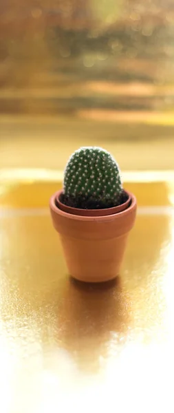 Cactus en una jamba sobre un fondo dorado —  Fotos de Stock