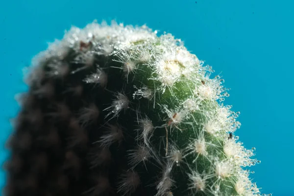 Cacto em azul com fundo borrado macro — Fotografia de Stock