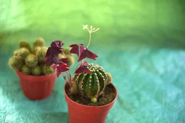 Cacti em vasos em um fundo verde — Fotografia de Stock