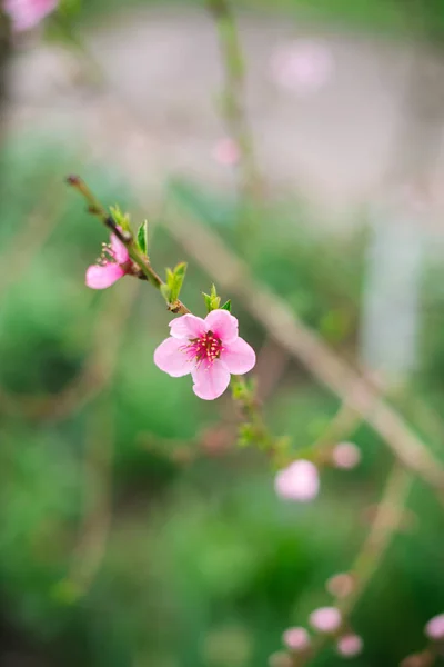 Blossoming branch with blurred background. Spring concept — Stock Photo, Image