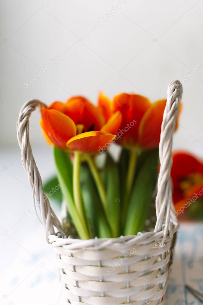 Tulips in a basket on a white wooden background