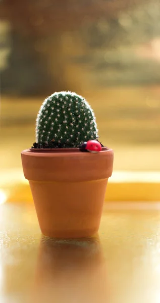 Cactus en una jamba sobre un fondo dorado —  Fotos de Stock