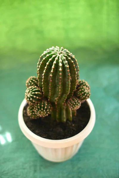 Cacti em vasos em um fundo verde — Fotografia de Stock