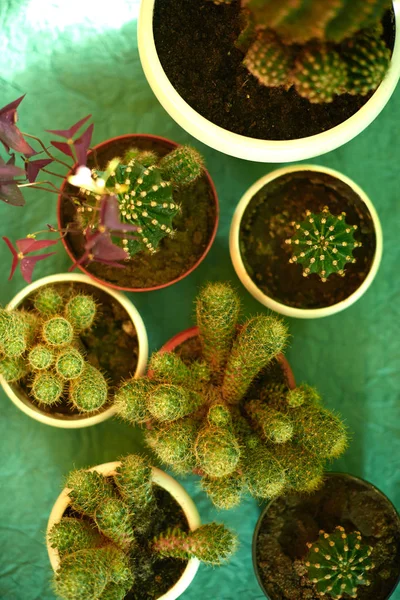 Cacti em vasos em um fundo verde — Fotografia de Stock