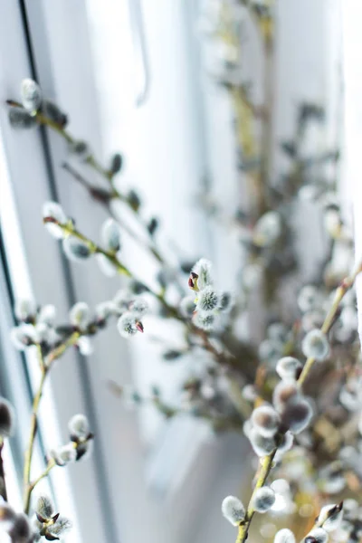 Spring branches in a vase on the windowsill.