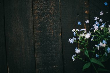 Siyah bir zemin üzerine mavi küçük çiçekler