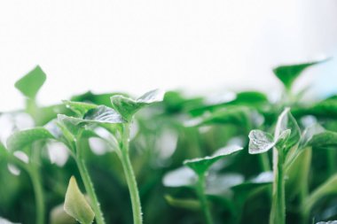 Beyaz bir arka plan üzerinde genç bir biber yeşil yaprak