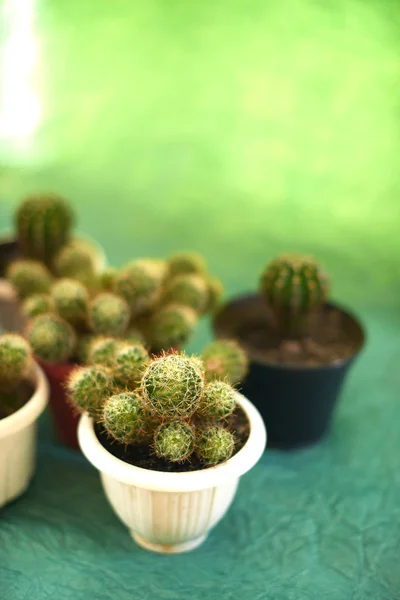 Cacti em vasos em um fundo verde — Fotografia de Stock