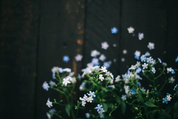 Blue small flowers on a black background — Stock Photo, Image