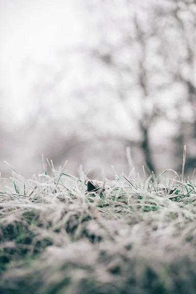 Frost manhã na grama seca e folhas — Fotografia de Stock