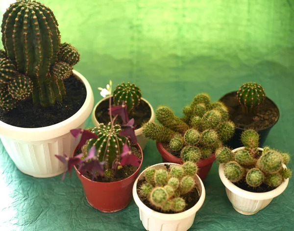 Cacti in pots on a green background — Stock Photo, Image