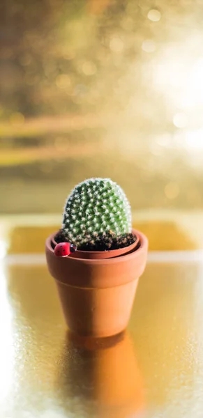 Kaktus in einem Türrahmen auf goldenem Hintergrund — Stockfoto