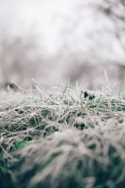 Reggel fagy a száraz fű és a levelek — Stock Fotó