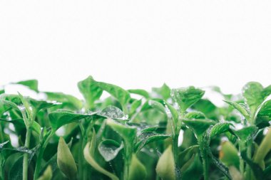 Beyaz bir arka plan üzerinde genç bir biber yeşil yaprak