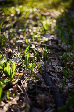 Bahar çiçekleri akşam Mart orman