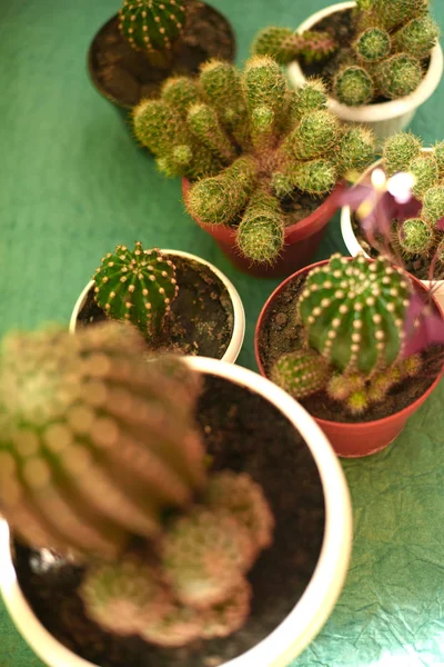 Cacti em vasos em um fundo verde — Fotografia de Stock