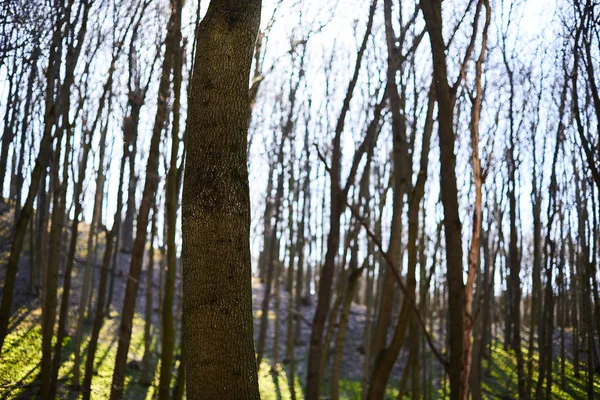 Soirée forêt Mars paysage. Le concept de voyage — Photo