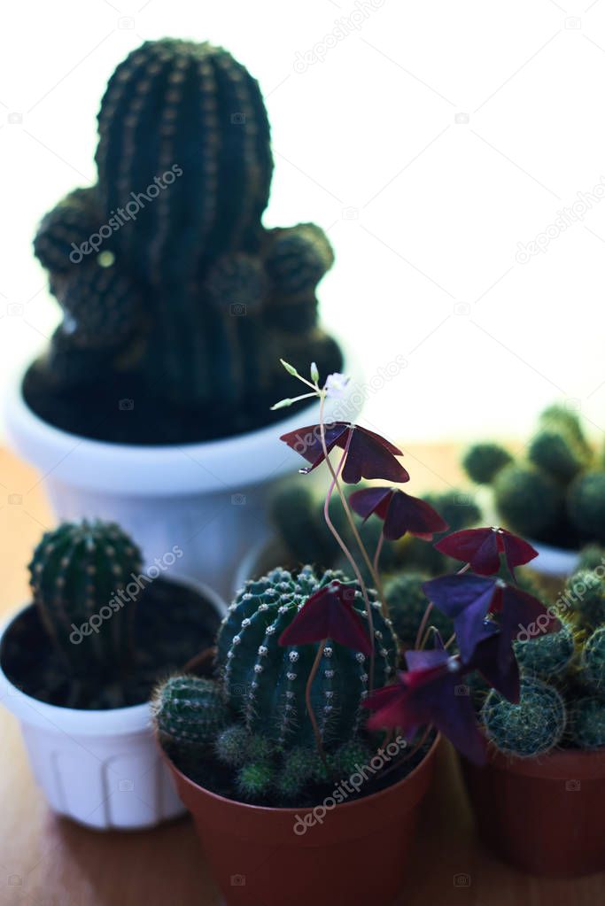 Cacti in pots on a wooden table