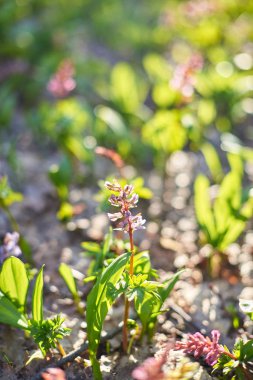 Bahar çiçekleri akşam Mart orman