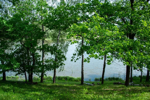 Estate paesaggio mattutino sulla natura vicino al fiume — Foto Stock