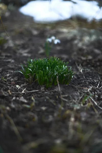 Arka plan bulanık ile ilk bahar çimen — Stok fotoğraf