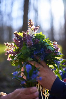 Orman campanula'lar elinde. Bahar akşam ormanda