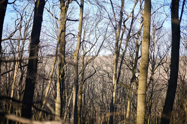 Kvällen skog mars landskap. Begreppet resor — Stockfoto