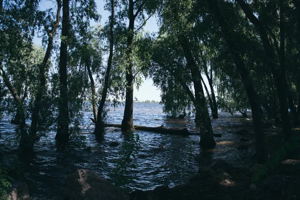 Літній пейзаж на сонячний день біля річки — стокове фото