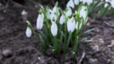 çiçek açan kardelen çiçek görünümü kapatın