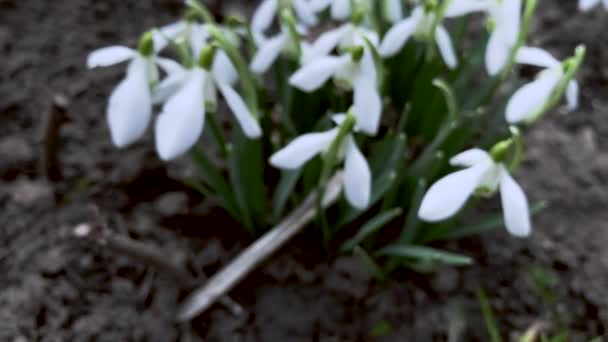 Close Van Blooming Snowdrop Bloemen — Stockvideo