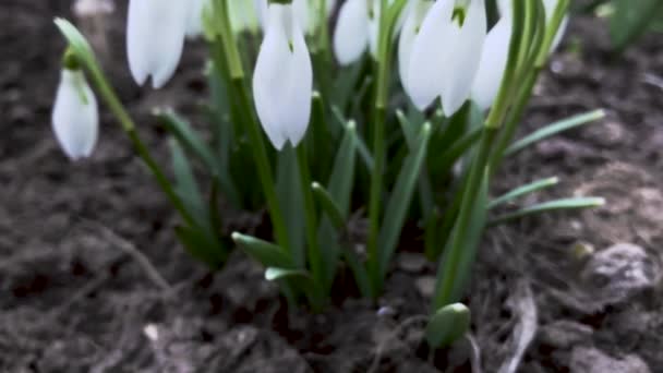 Nära Håll Utsikt Över Blommande Snowdrop Blommor — Stockvideo